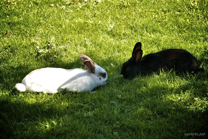 ebony and ivory