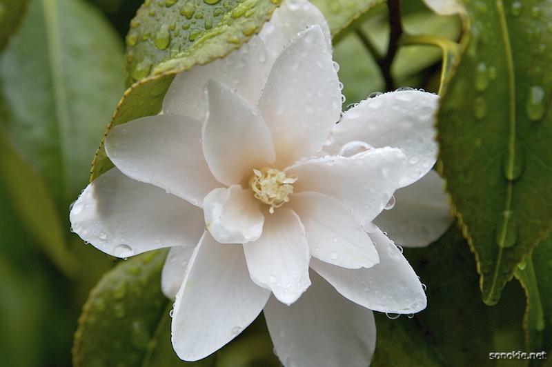 spring dew