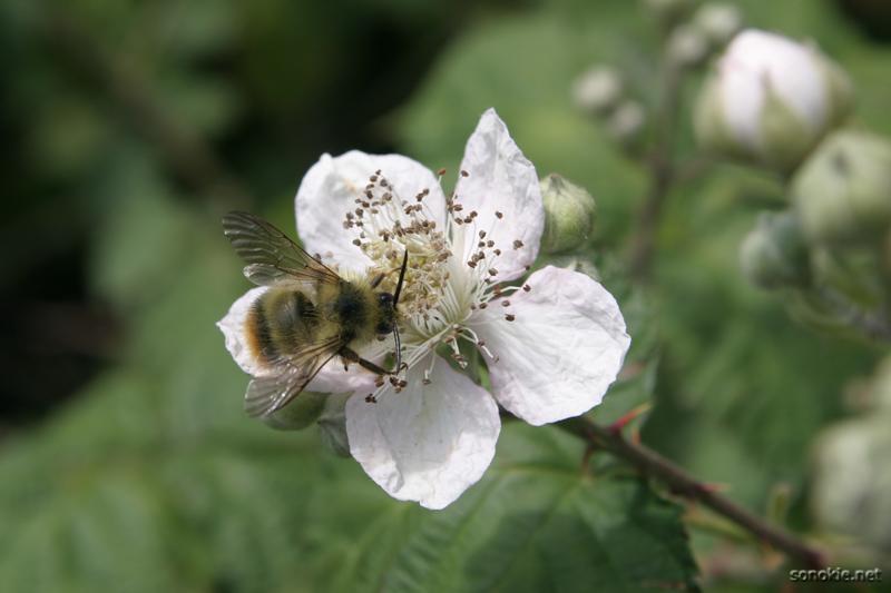bee
