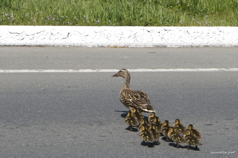 duck crossing