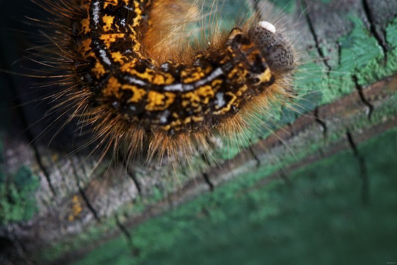 caterpillar