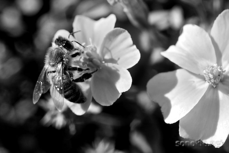 black bee