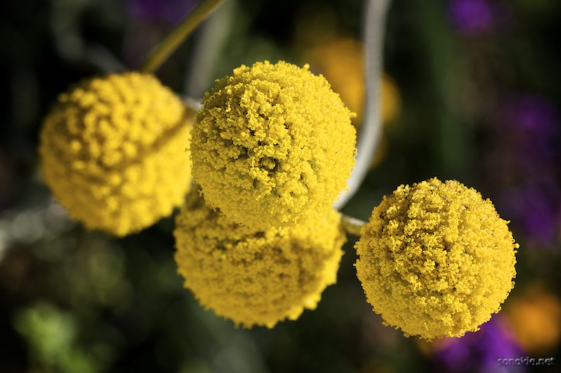 yellow flowers
