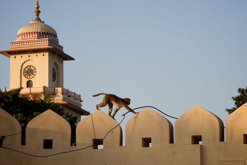 jantar monkey