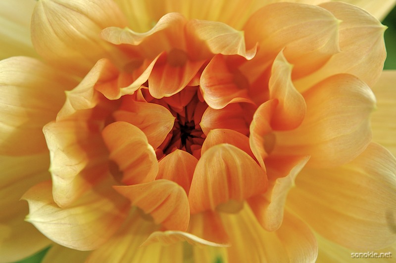 fiery flower