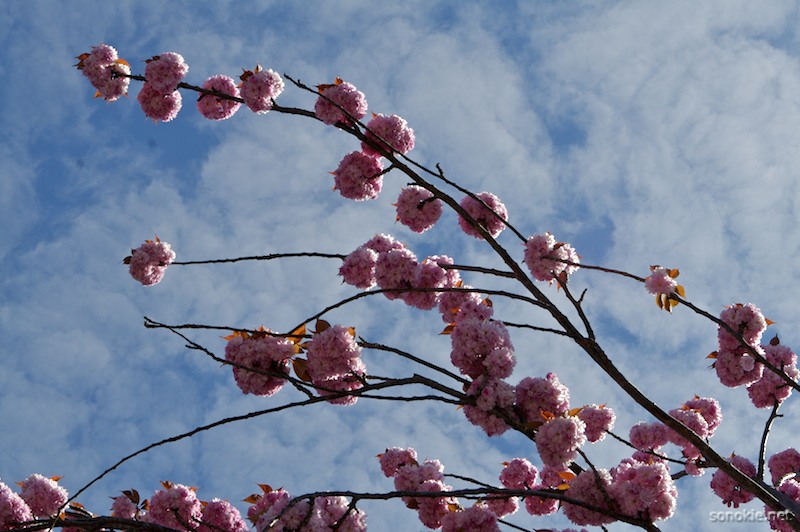 pink clouds