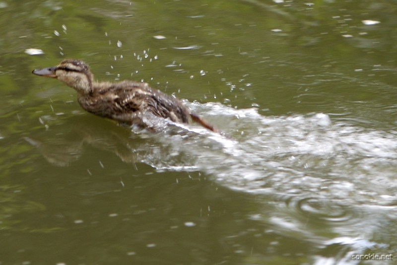 jetski