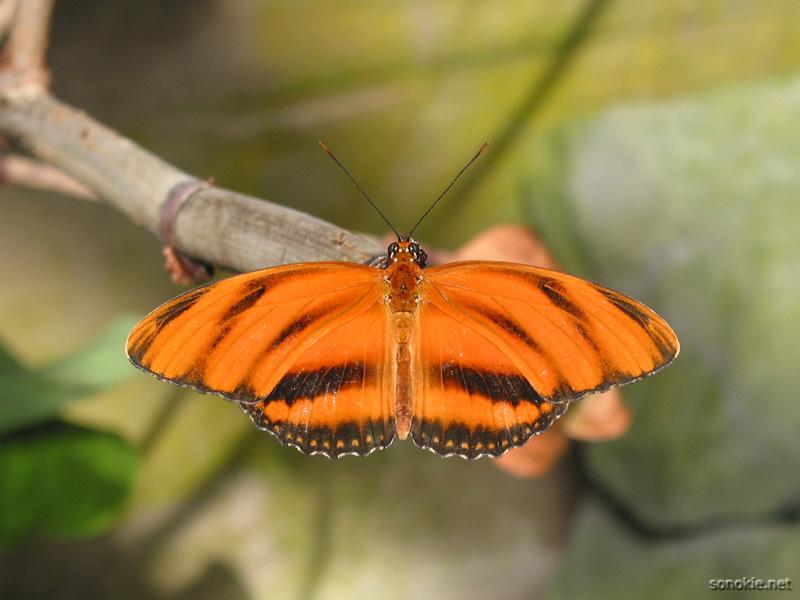 butterfly