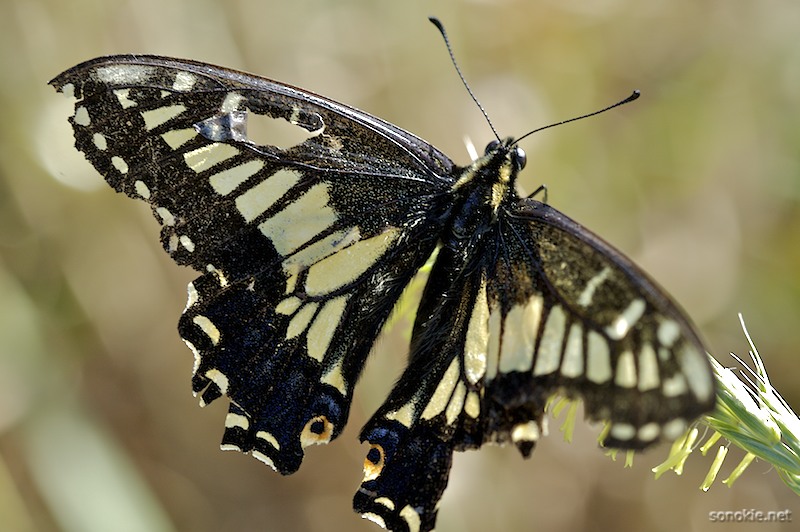 torn wing