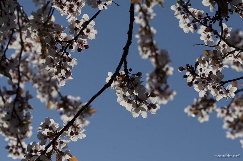 backlit blossoms