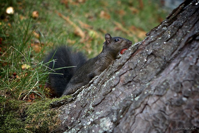 collecting nuts