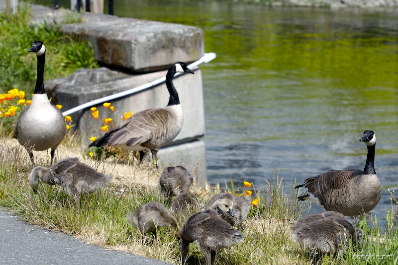 geese