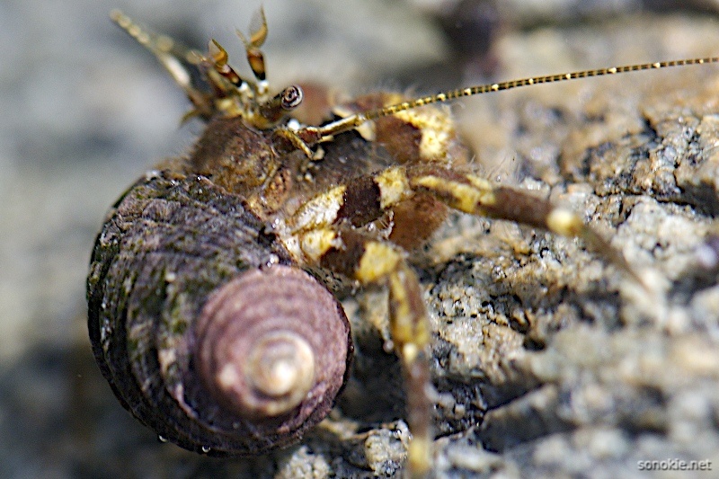 hermit macro 2