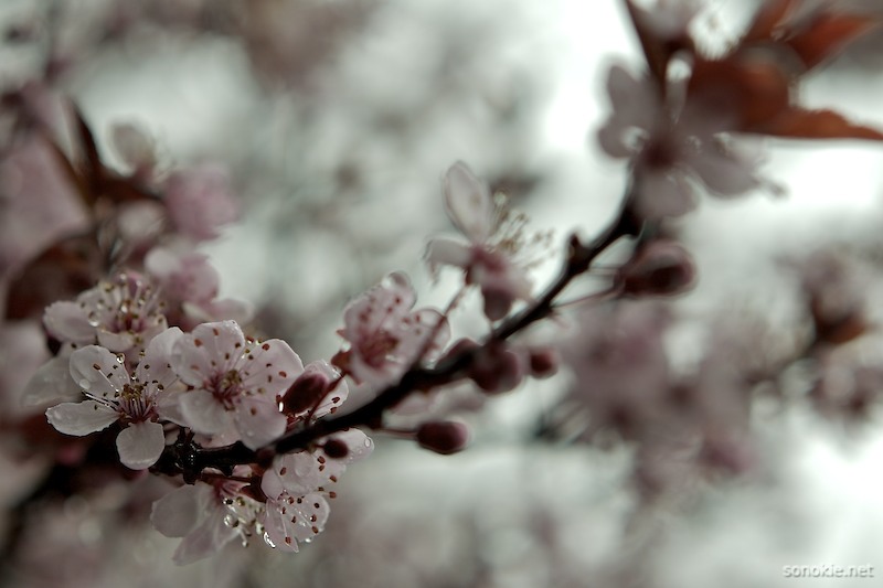 blossom