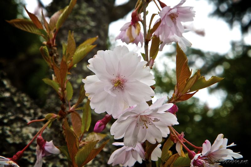 spring 2011