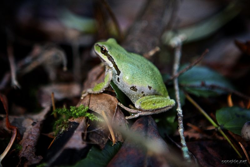 forest frog