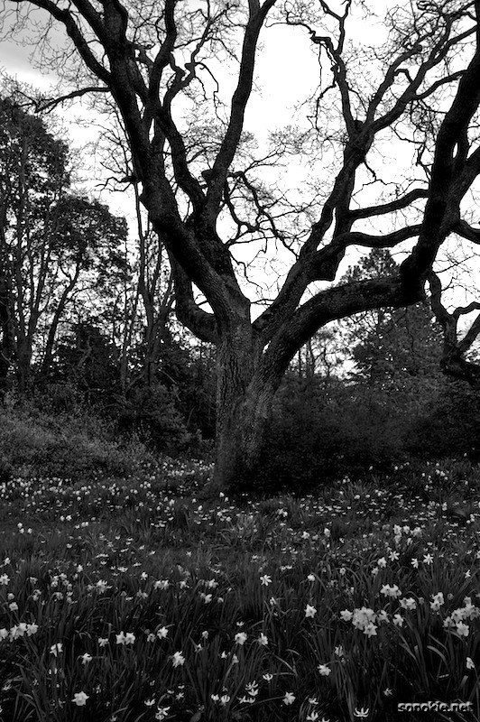 monochrome