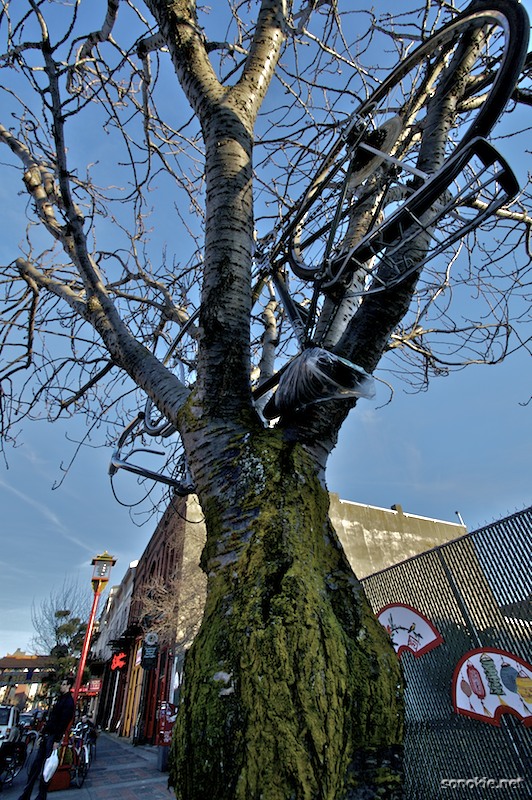 bike in tree