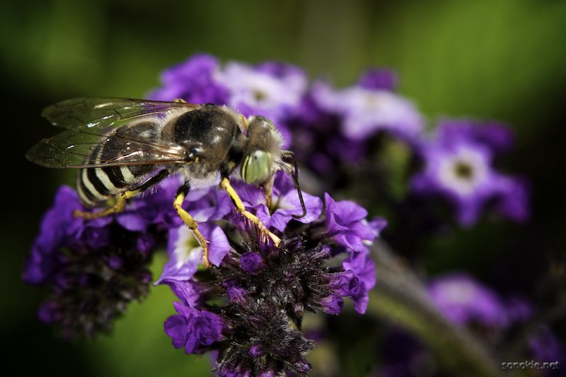 bzzzzzzz