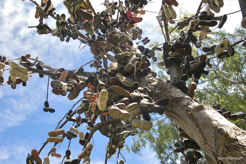 shoe tree