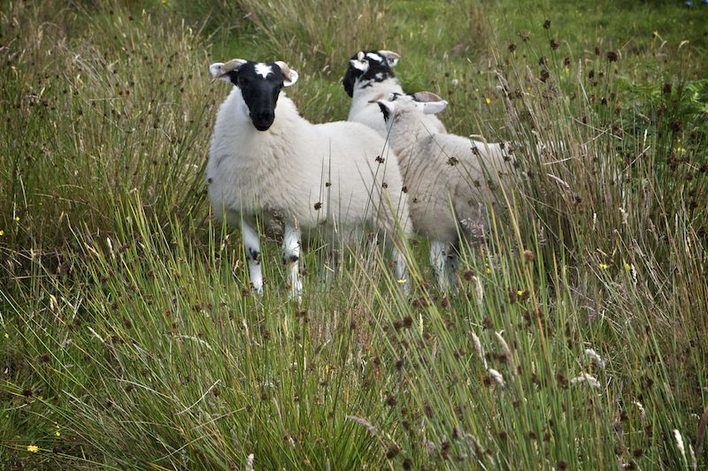 blackface sheep