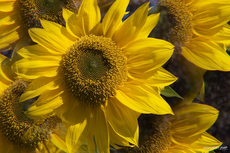 sunflower