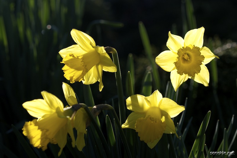 spring light