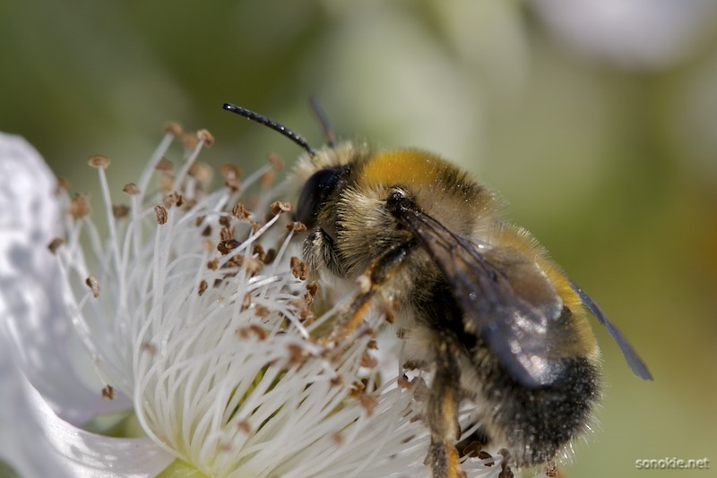 bee macro 1