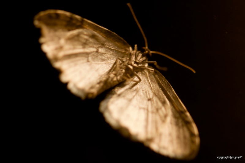 moth
