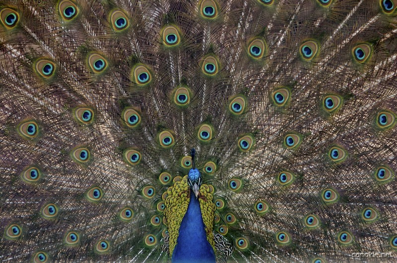 peacock