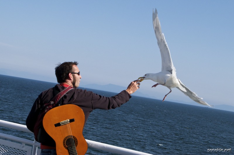 feeding the gull