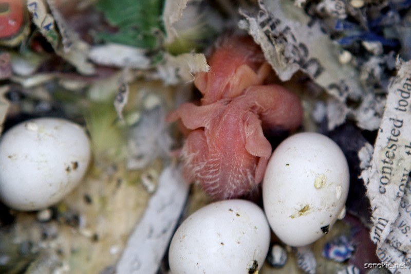 baby birds