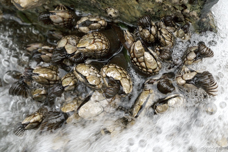 barnacles