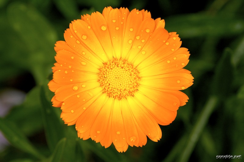 sunshine and rain