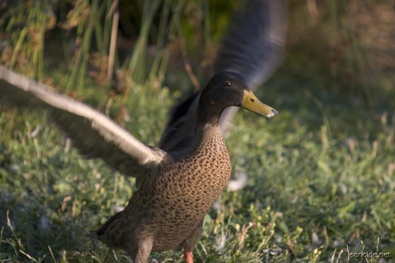painted duck