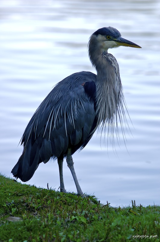 blue heron