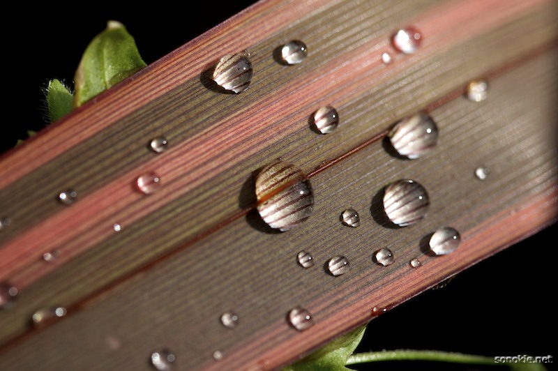 dew drops