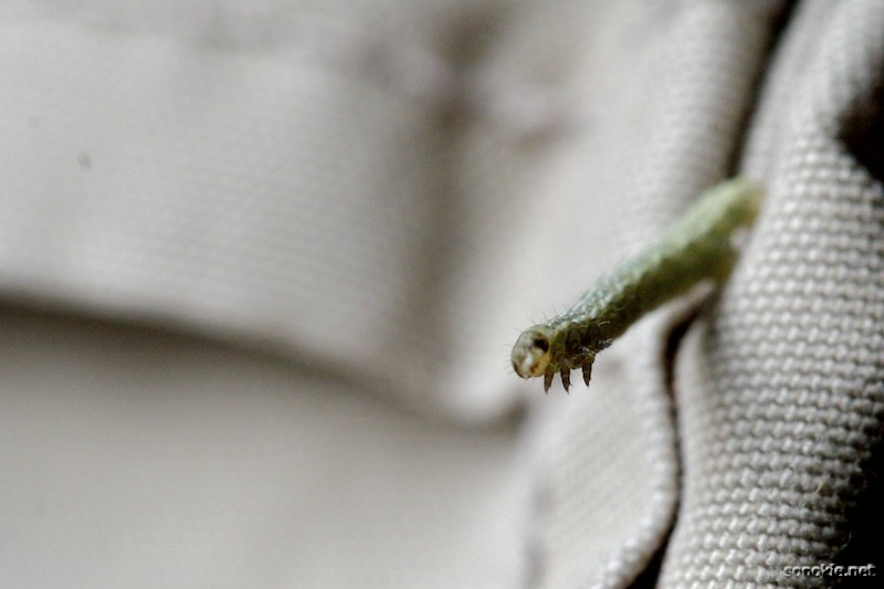 inchworm