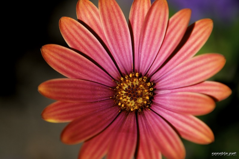 clean flower
