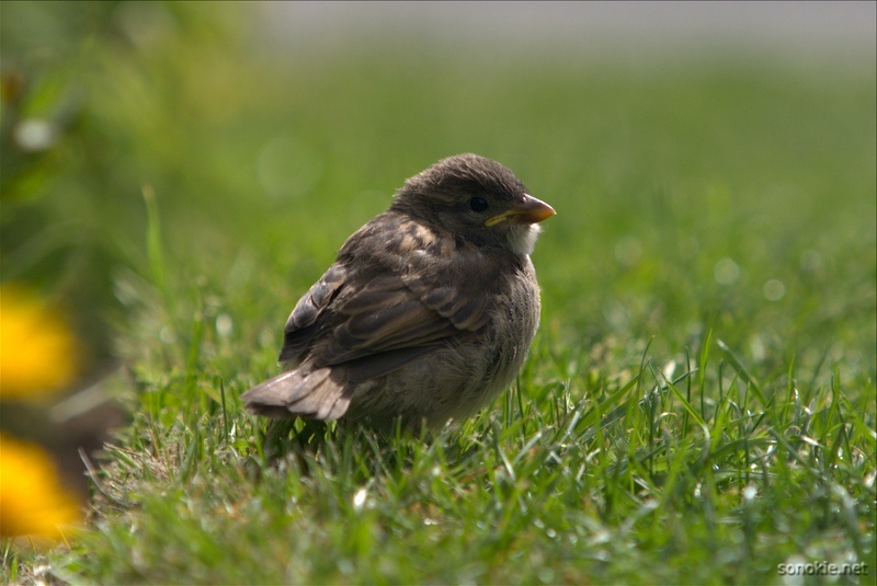 little bird