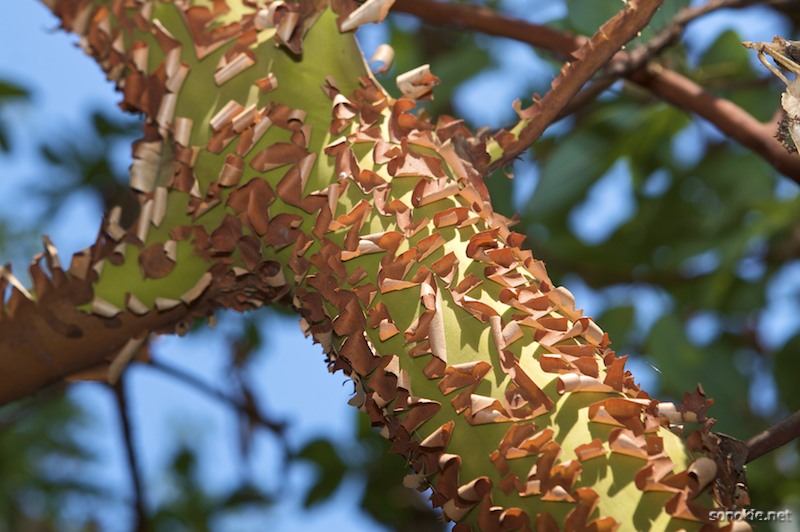 peeling arbutus