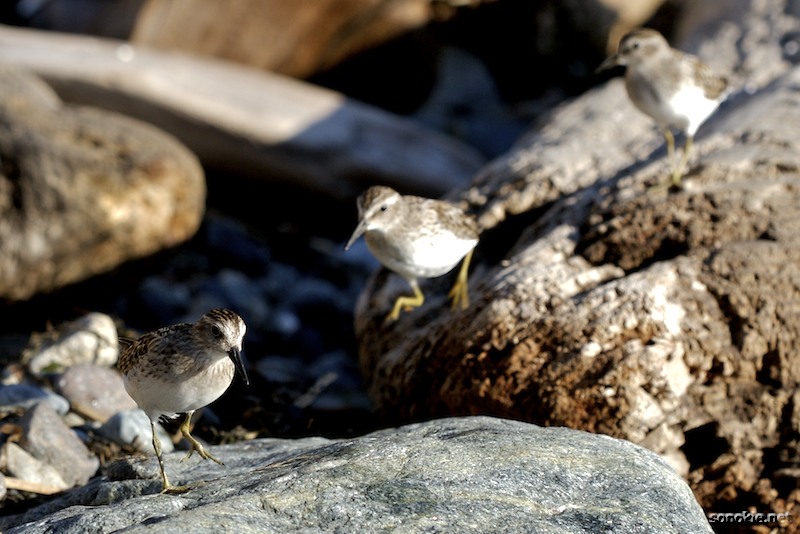 3 little birds
