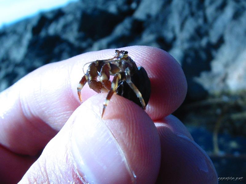 hermit crab